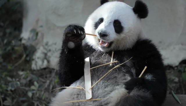 文化,消费,熊猫