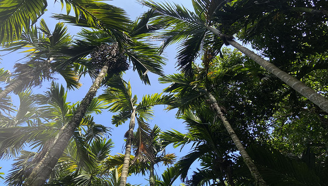 风口浪尖之上，海南槟榔产业如何“乱”中破局？