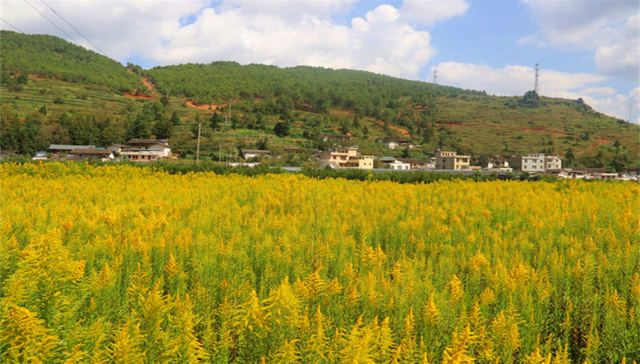 它不是加拿大一枝黄花，它是凉山会东老百姓的“致富花”！
