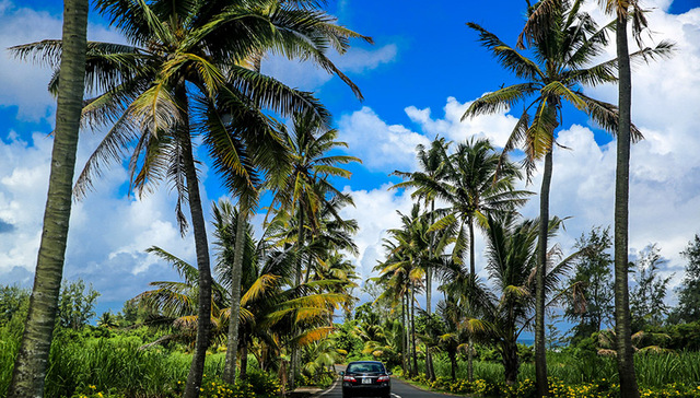 文昌：把“文昌椰子”品牌故事讲给世界听