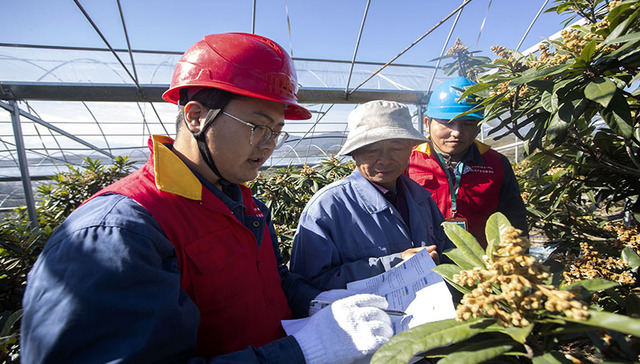 国网宁海县供电公司：枇杷花期受寒潮  智慧大棚给暖流
