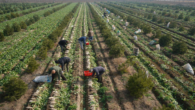 河北邢台：订单白萝卜种植助增收