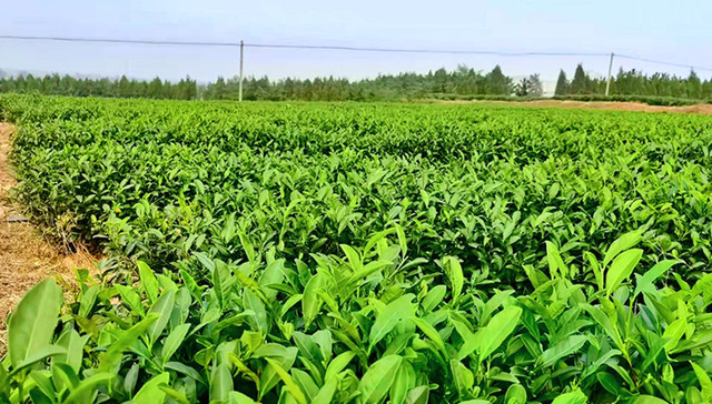 日照莒县横山天湖：科学管理，打造绿色生态产业园