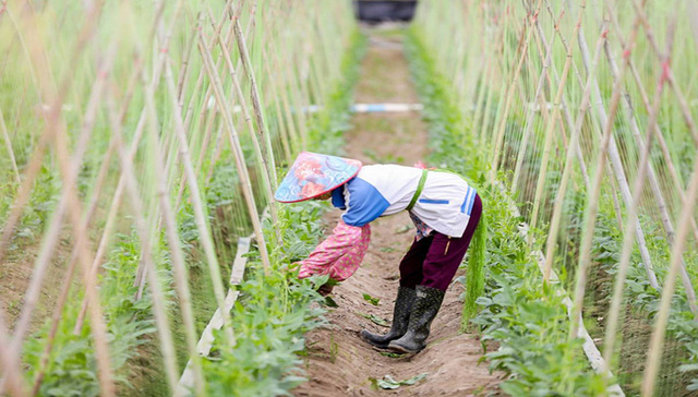解锁三亚市崖州区冬季瓜菜品牌的“秘密武器”