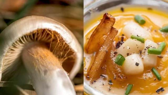 蘑菇,多元化业务