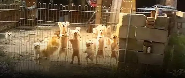 活体交易,行业规范