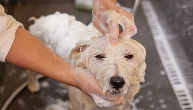 宠物美容,行业观察