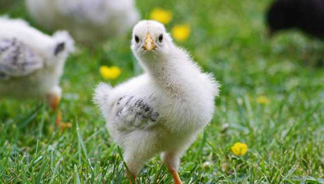 畜禽,白羽鸡,高蛋白,投资,农业