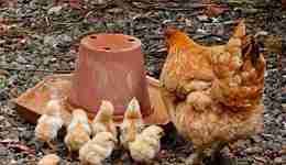 北農(nóng)大遞交IPO招股書，節(jié)糧型特色蛋雞打破種源技術(shù)難題