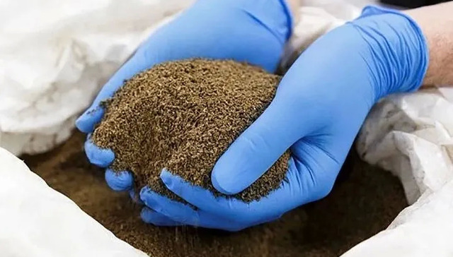 昆虫蛋白,消费,宠物,投资,猫狗