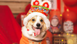 貓狗過大年，花錢比我多