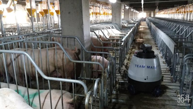 养殖猪,猪周期,数字化