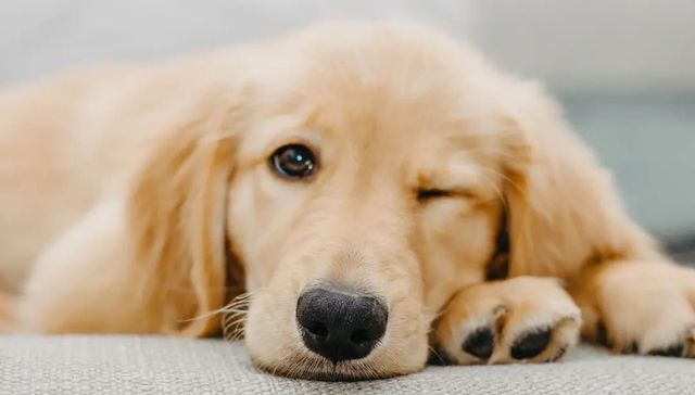 宠物,概念股,中宠股份,佩蒂股份,行业观察