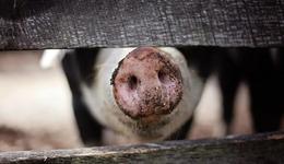 温氏股份，被猪吃亏130亿？