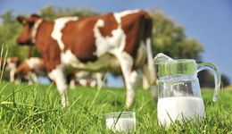 蛋白內(nèi)卷喋喋不休，萬億乳品市場為何講不好新故事？