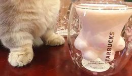 “萌寵營銷”，為什么總能成功？