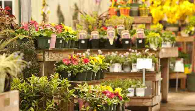 区域经济,鲜花,荷兰,云南,投资