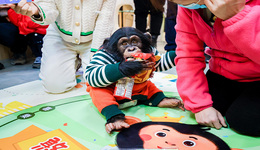 萌趣生日宴 · 快乐享不停 | 宁波野生动物园黑猩猩憨憨一周岁生日宴