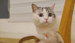 一年吸金超50亿元，宠物消费正被95后“重塑”