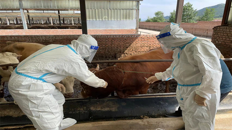 41头活牛踏上供港之路 石家庄海关保障活牛安全及时供港