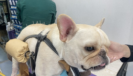 入局宠物医疗：宠物中医可否会战千亿市场？