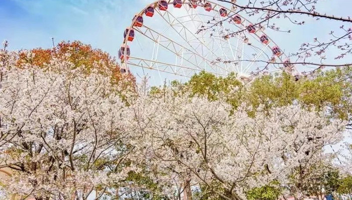 2022上海樱花节3月15日启幕！交通出行攻略新鲜出炉