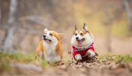 行業(yè)的下一個(gè)春天，會(huì)是寵物旅行嗎？