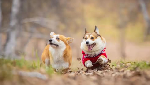 投资,旅游,宠物,旅行,投资