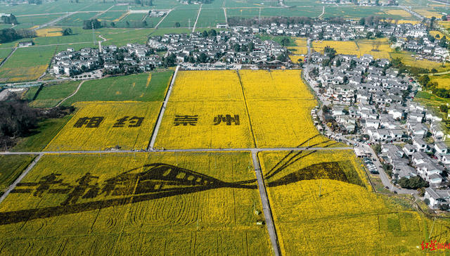 油菜花、红梅、樱花都开了……崇州自驾赏花节，邀你打卡！