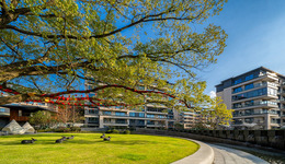 细数“人与树”的故事：为花4年时间保护古树，有人放弃了一幢楼！