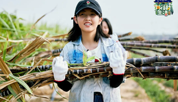 小小花永远在洗牌