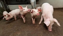 泰國(guó)首富要來(lái)A股“養(yǎng)豬”，2020年148億關(guān)聯(lián)交易，成IPO攔路虎？