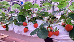 被垂直农业巨头Plenty、Bowery Farming盯上的设施草莓，是噱头还是新风口？