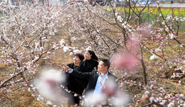 邢台杏花村：党建引领农业发展，栽培杏树助力乡村振兴