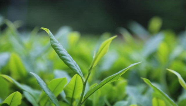 丽水茶叶种植面积产量产值均居全省第一方阵