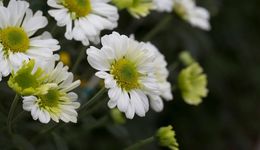 风光祭祀，暗流汹涌