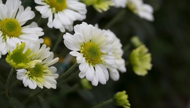 云祭扫,产业转型,殡葬用品