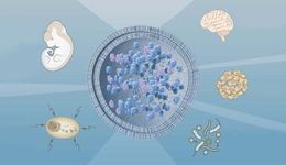 抗衰老疗法，没那么容易