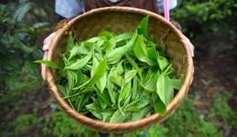 喝不起的明前茶，上不了IPO的茶企