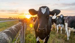 伊利、蒙牛、光明等六大頭部乳企布局上游原奶，誰掌控了中國牧場？