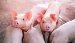 谁在抄底猪肉股？