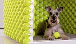 從玩具到家具，寵物家居意義何在