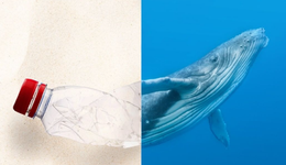 呼声高涨的Blue Beauty会是下一代Clean风潮吗？