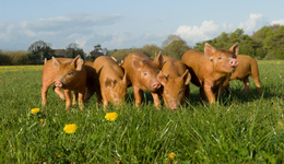 多家知名机构集中调研新希望，良好的现金流托稳猪周期