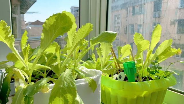 种花,网红,兴趣经济,社交