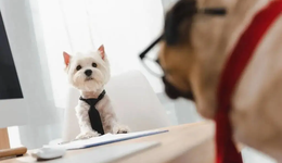 國內最大寵物電商E寵商城股權生變，國資股東回應：只退了一部分