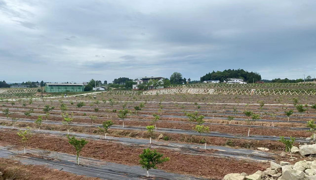 巴中市恩阳区明阳镇：多举措推进农田建设