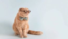 有人月入8萬(wàn)，有人賠本賺吆喝，寵物經(jīng)濟(jì)大爆發(fā)，去年95萬(wàn)家企業(yè)殺入