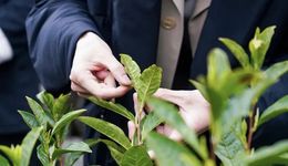 小罐茶2.0，一场特斯拉失败模仿秀