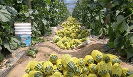 新乡延津县乔杏庄村：“瓜田柿下”奏响丰收交响曲